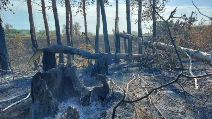В ЗКО третий день тушат лесостепной пожар
                24 августа 2021, 16:14
