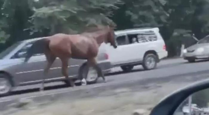 По трассе Алматы — Бишкек проскакали несколько лошадей