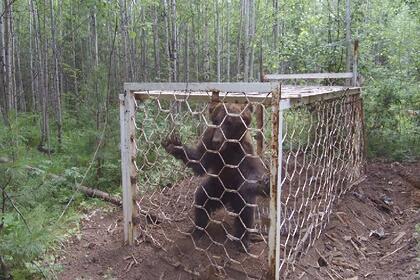 В иркутском лесу спасли пойманного в клетку браконьеров изможденного медведя