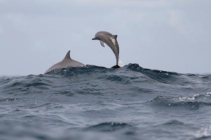 Дельфины помогли спасти дрейфовавшего 12 часов в ледяной воде мужчину