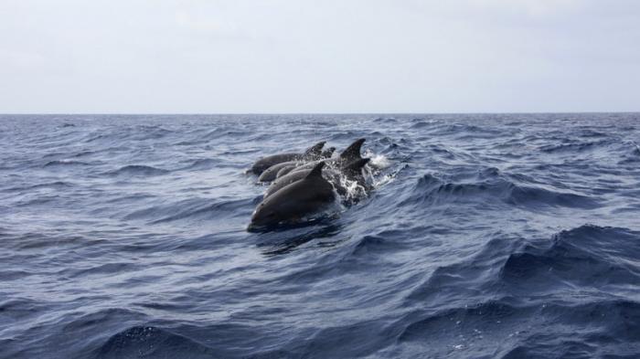 Дельфины помогли спасти 12 часов дрейфовавшего мужчину
                25 августа 2021, 21:02