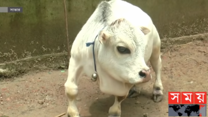 В Бангладеш умерла самая маленькая корова в мире
                26 августа 2021, 00:55