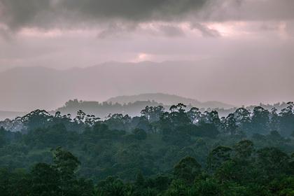 Гибнущие тропические леса оказались спасителями планеты