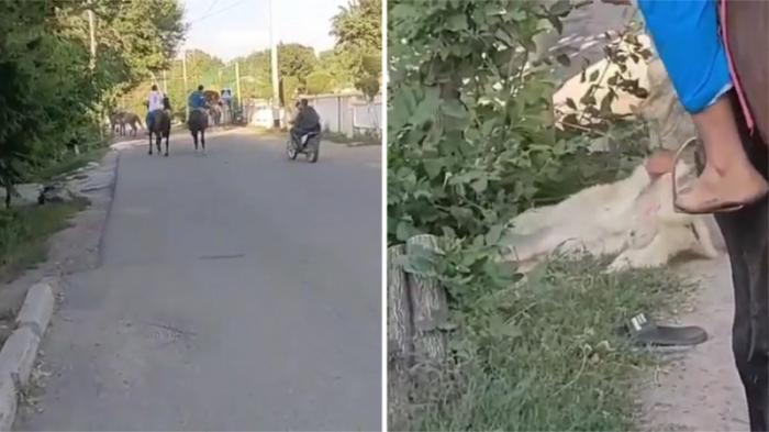 Подростки устроили кокпар с собакой в Алматинской области
                26 августа 2021, 16:29