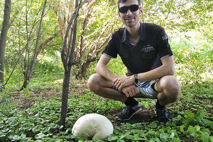 В Крыму обнаружили грибы размером с футбольный мяч