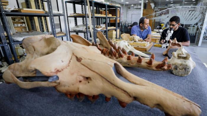 Окаменелость кита с четырьмя конечностями обнаружили в Египте
                27 августа 2021, 18:27