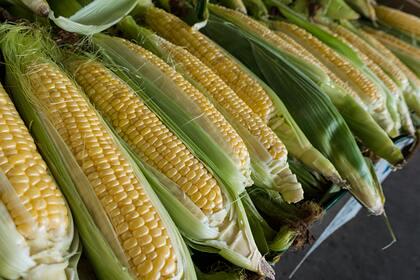 Гастроэнтеролог предупредила об опасности кукурузы