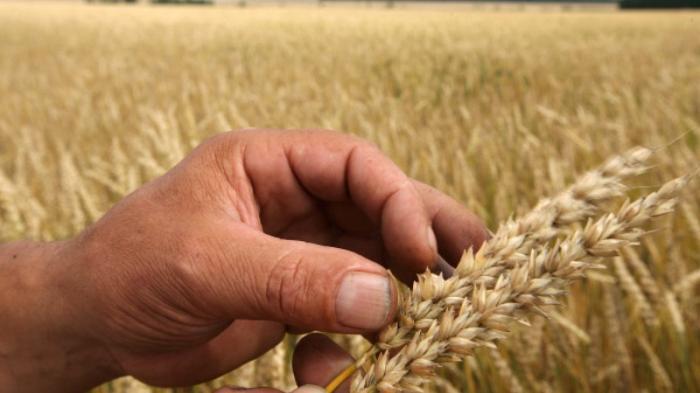 Урожай пшеницы в Казахстане может снизиться на треть
                29 августа 2021, 17:00