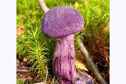 Россиянин нашел в лесу редкий фиолетовый гриб