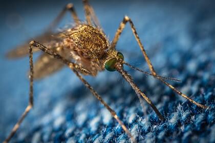 Роспотребнадзор уточнил данные о комарах-переносчиках лихорадки Западного Нила