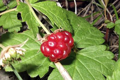 В Челябинской области нашли редкую арктическую ягоду