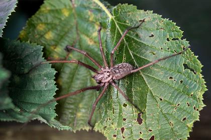 Тысячи гигантских сексуально возбужденных пауков вторглись в жилые дома