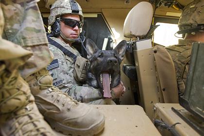 Пентагон опроверг сообщения об оставленных в Афганистане служебных собаках