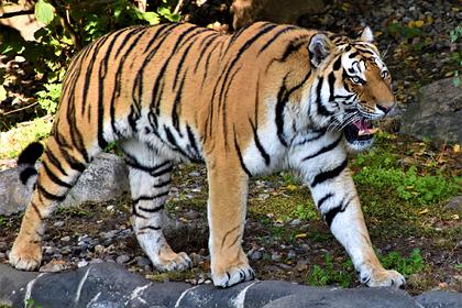 Подросток отпросился с работы, ушел гулять и погиб в пасти редчайшего тигра