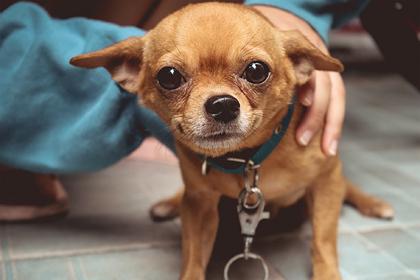 Собака заставила не знавшую о раке хозяйку пойти к врачу и спасла ей жизнь