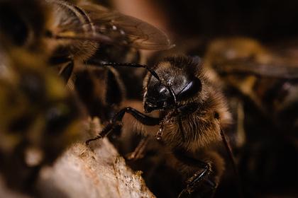 «Король пчел» рассказал о 30-летней карьере пчеловода без единого укуса