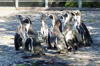 В красноярский зоопарк переехали восемь московских пингвинов