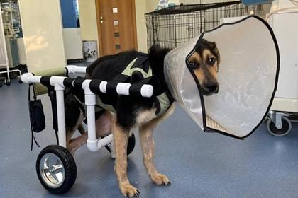 В Хабаровске открыли первую мастерскую колясок для собак-инвалидов