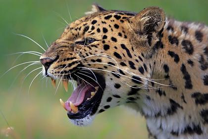 Амурского тигра и дальневосточного леопарда практически спасли от вымирания