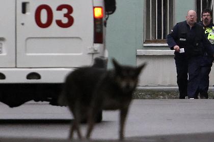 Домашняя собака откусила ухо российскому школьнику