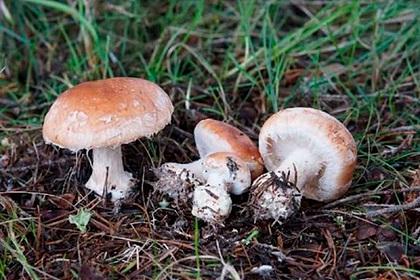 В Коми ученые нашли редкие грибы
