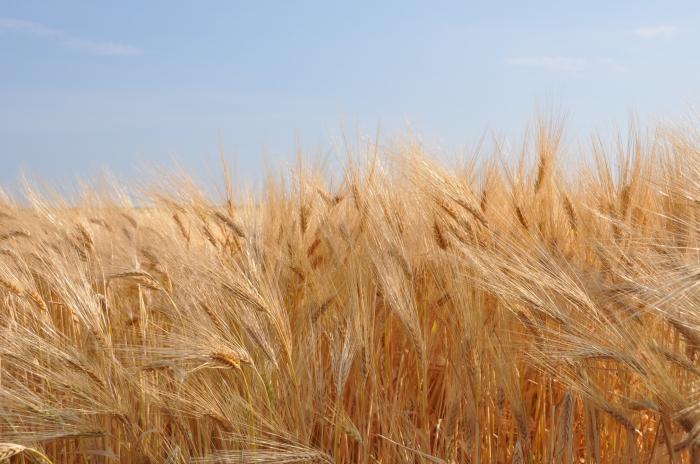 Аграрии собрали рекордные 44,8 млн тонн зерновых