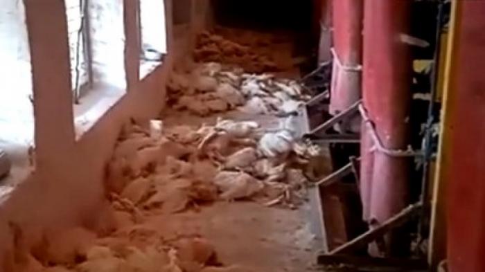 Куры умирают от голода на птицефабрике в Акмолинской области
                03 сентября 2021, 20:36
