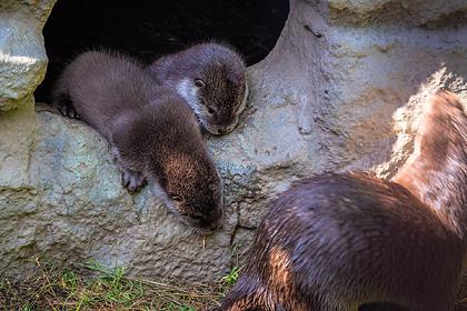 В красноярском зоопарке у выдр родились два детеныша