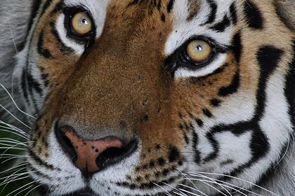 Амурских тигров в России стало больше