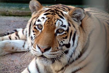 Российских браконьеров задержали за сбыт частей тел амурских тигров