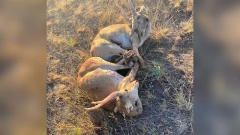 Две туши сайги перевозил браконьер в Карагандинской области