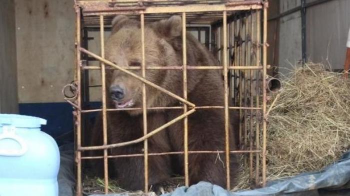 Медведица напала на девочку на базе отдыха в Костанайской области
                06 сентября 2021, 14:36