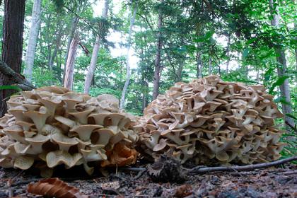В Новосибирской области обнаружили редкий ветвистый гриб