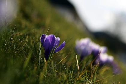В горах Сочи зацвели последние летние цветы