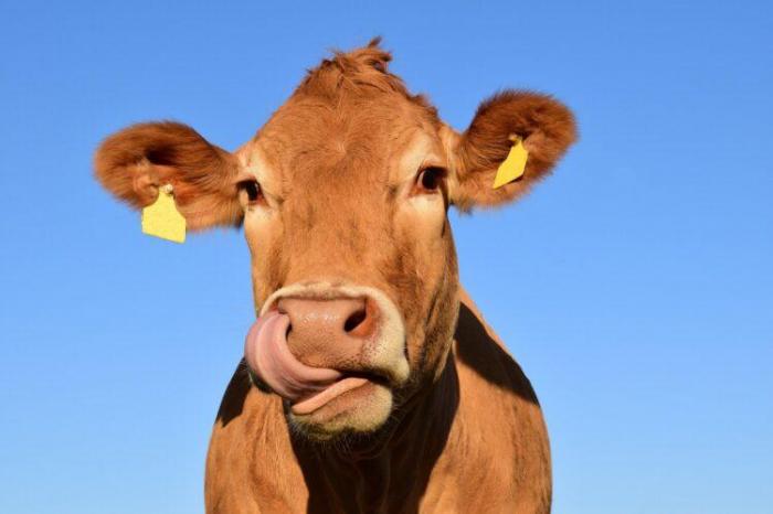 Ученые научились понимать мычание коров. Они обсуждают погоду и еду