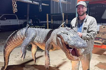 Мужчина впервые поохотился на аллигатора и поймал 360-килограммовую добычу