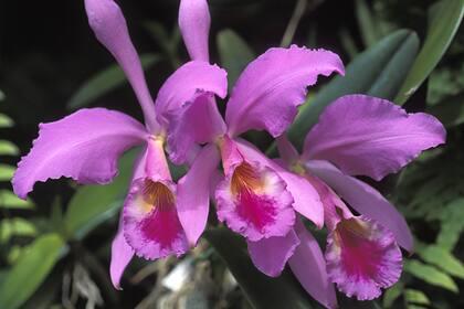 В Твери расцвела «королева орхидей»