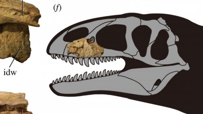 Улугбекзавр: останки неизвестного динозавра нашли в Узбекистане
                09 сентября 2021, 20:04