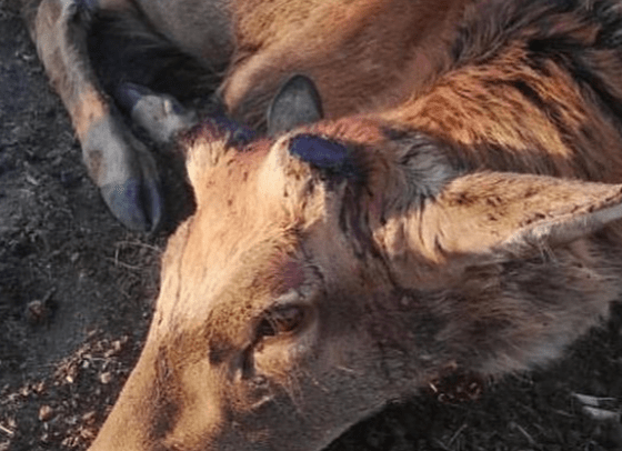 Что случилось с окровавленными животными в зоопарке Караганды