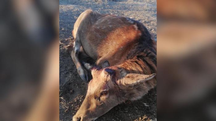 Олени с обрезанными рогами возмутили посетителей зоопарка в Караганде
                10 сентября 2021, 10:49