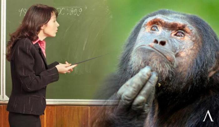 В Шахтинске наказали завуча школы, которая назвала детей тупыми обезьянами