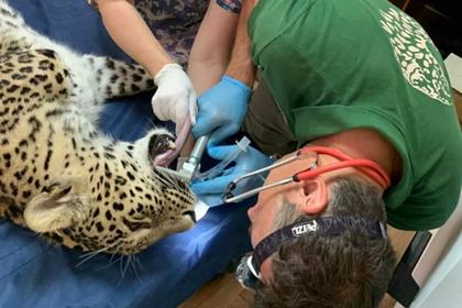 Российские врачи вылечили зубы леопарду в национальном парке Сочи