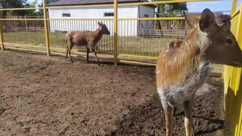 Мы создаём для животных все необходимые условия, но опять получаем негатив – руководство карагандинского зоопарка