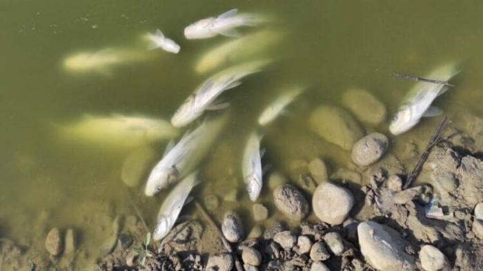 Около 70 тонн рыбы погибло под Алматы из-за порыва канализационной трубы