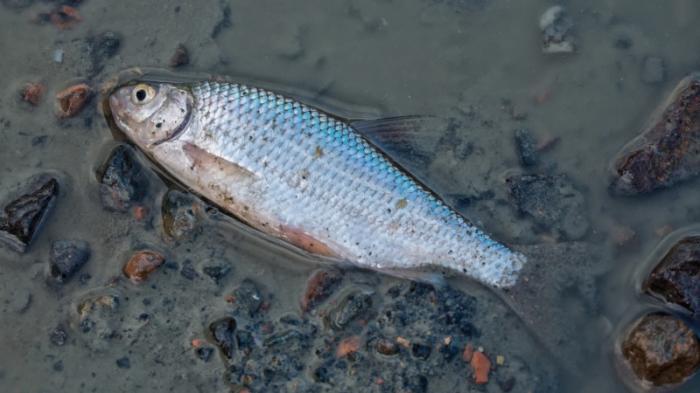 В министерстве прокомментировали информацию о массовой гибели рыбы под Алматы
                12 сентября 2021, 04:37