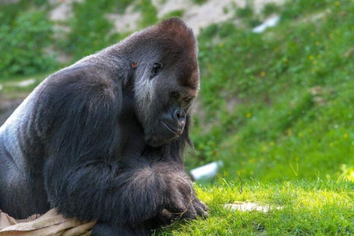 В США в зоопарке гориллы массово заразились коронавирусом