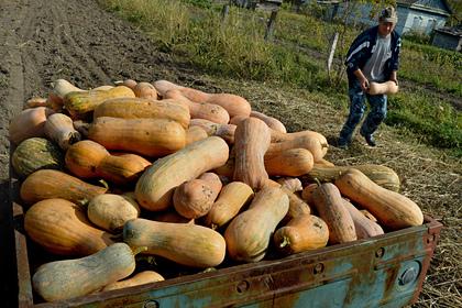 Финансист предупредил россиян о налоге при продаже овощей с огорода