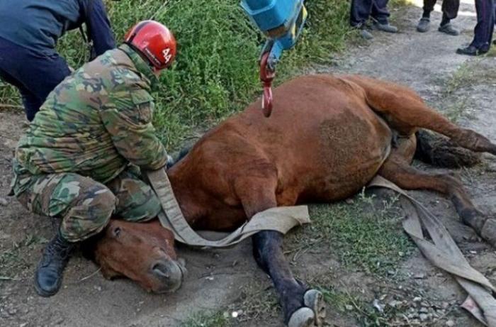 В ВКО спасли упавшую в яму лошадь