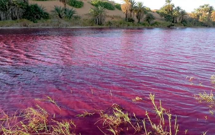 Вода возле Мертвого моря окрасилась в кроваво-красный цвет