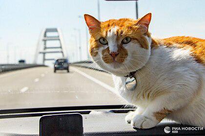 Возле Крымского моста увековечили легендарного кота